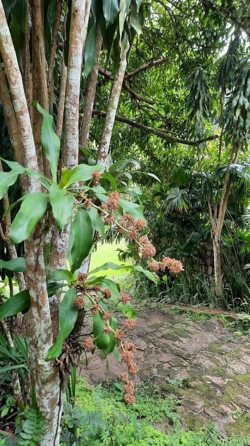 Sitio Alto Da Montanha - Voce Em Paz Com A Natureza Пакоти Екстериор снимка